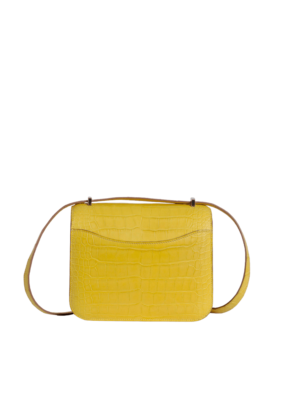 ALLIGATOR MISSISSIPPIENSIS CONSTANCE 18