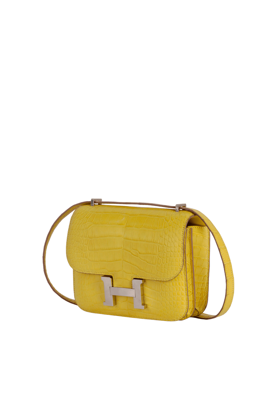 ALLIGATOR MISSISSIPPIENSIS CONSTANCE 18