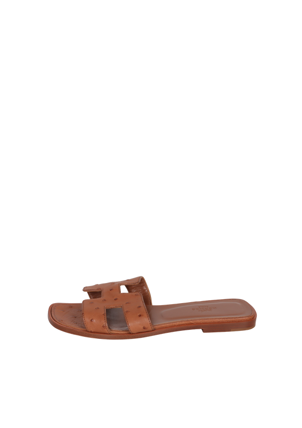 OSTRICH ORAN SLIDES 36
